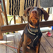 Kilo is registered to the contest to win money with this photo: doberman, puppy, dog, vest, collar, wooden_deck, rug, pattern, crushed_can, outdoor, pet, animal, ears, floor, leash, cable, sunlight, waiting, brown, curious