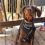 doberman, puppy, dog, vest, collar, wooden_deck, rug, pattern, crushed_can, outdoor, pet, animal, ears, floor, leash, cable, sunlight, waiting, brown, curious
