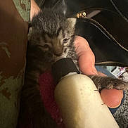 Pluto joined the competition — help win amazing prizes! animal, baby, bottle, cat, closeup, cozy, cute, domestic, feeding, feline, furry, hand, human, indoor, kitten, nurturing, pet, sleepy, soft, young