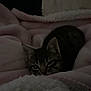 Pluto is registered to the contest to win money with this photo: animal, blanket, cat, comfort, cozy, cute, dark, fur, furry, hidden, indoor, kitten, nap, pet, resting, shadow, sleepy, small, soft, warm