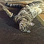 Pluto joined the competition — help win amazing prizes! animal, cat, close_up, curious, cute, domestic_cat, ears, feline, floor, looking, lying_down, mat, outdoor, pet, resting, stone_floor, striped, tabby, tail, whiskers