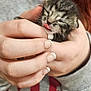 animal, cat, close_up, closed_eyes, cute, fingernails, grey_clothing, hands, holding, indoor, kitten, newborn, person, pet, red_letters, small, soft, sweatshirt, tongue_out, young