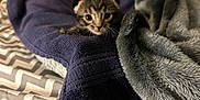 Pluto joined the competition — help win amazing prizes! animal, bed, blanket, cat, closeup, comfort, cozy, curious, cute, fur, indoor, kitten, lying_down, pattern, pet, resting, small, soft, texture, young