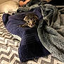 animal, bed, blanket, cat, closeup, comfort, cozy, curious, cute, fur, indoor, kitten, lying_down, pattern, pet, resting, small, soft, texture, young