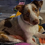 Milo joined the competition — help win amazing prizes! dog, pet, indoor, blanket, cozy, fur, animal, laying, curious, brown, white, patchy_coat, floor, home, relaxed, ears, nose, eyes, canine, comfort