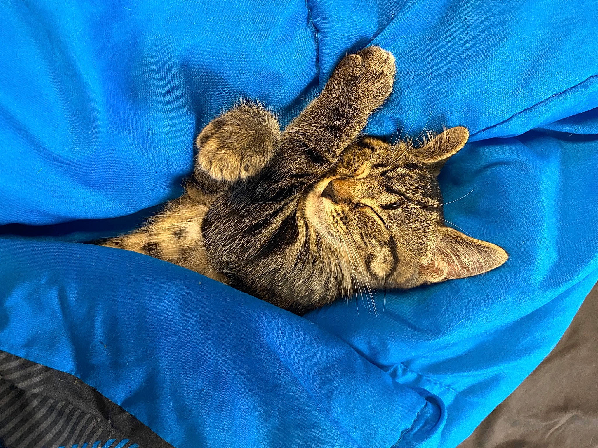 Mischa is registered to the contest to win money with this photo: aegean_cat, asian, california_spangled, carnivore, cat, claw, domestic_short_haired_cat, dragon_li, european_shorthair, felidae, fur, kitten, ocicat, pixie_bob, savannah, sleep, small_to_medium_sized_cats, tabby_cat, whiskers, wild_cat