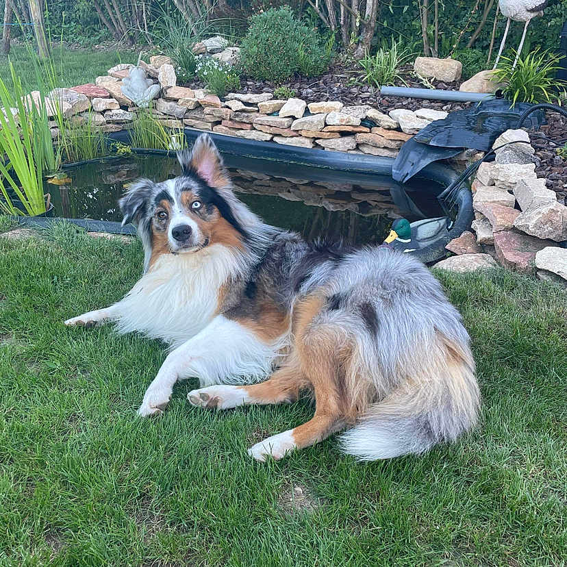 Pongo