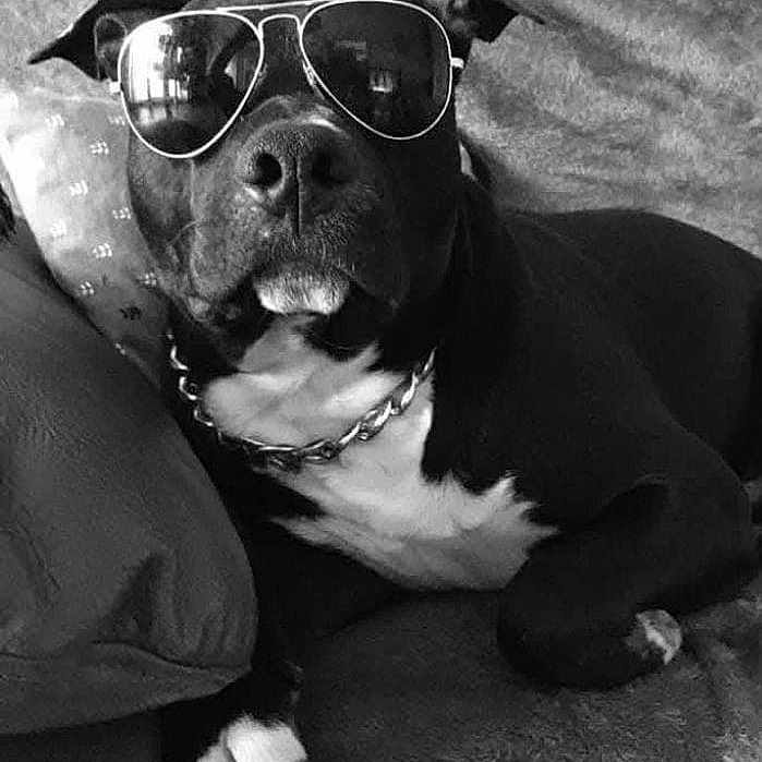 Naya participe au concours pour gagner de l'argent avec cette photo : accessories, animal, bostonbull, boxer, bulldog, canine, dog, face, glasses, head, hound, jewelry, necklace, person, pet, photography, pitbull, portrait, puppy, sunglasses