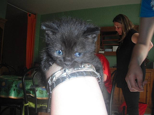 Cassis a rejoint le concours — aidez-le/la à gagner de superbes lots ! blue, box, carnivore, cat, chair, domestic_short_haired_cat, electric_blue, fawn, felidae, fur, helmet, human_leg, lap, personal_protective_equipment, room, small_to_medium_sized_cats, t_shirt, tail, thigh, whiskers