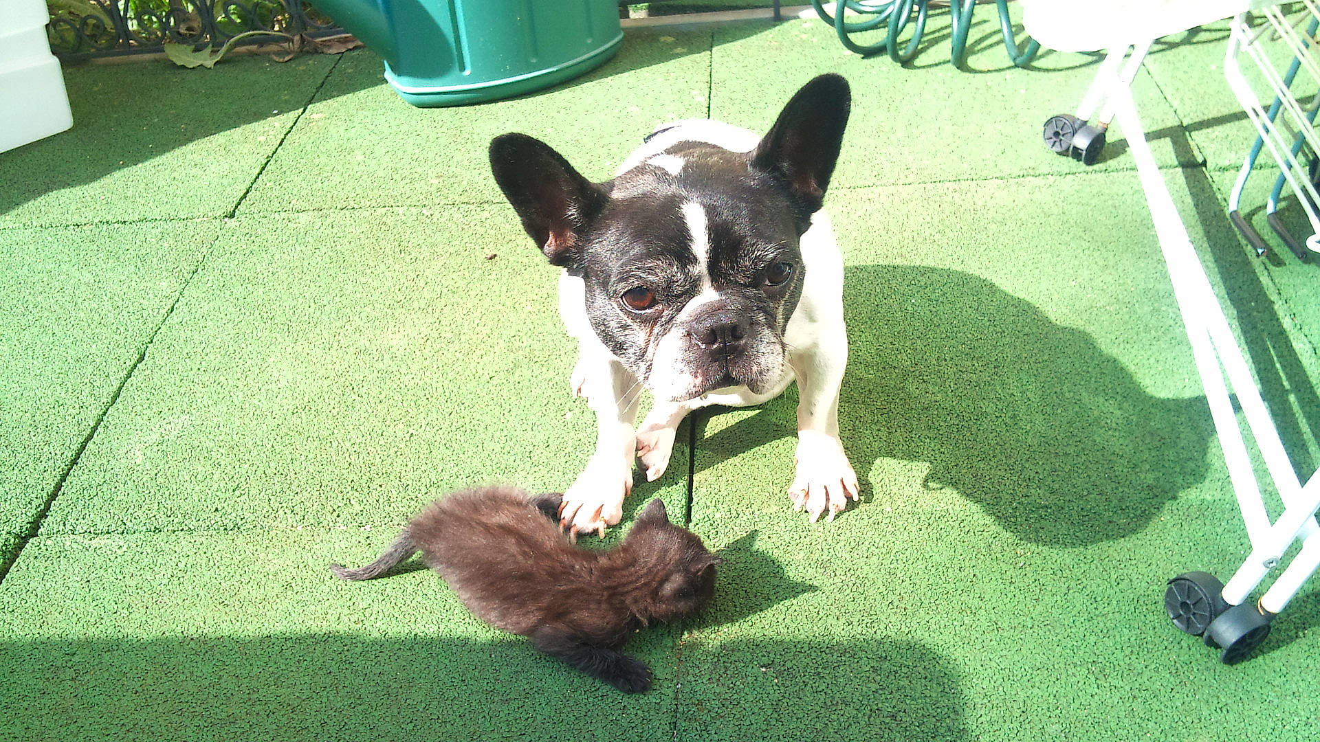 Cassis a rejoint le concours — aidez-le/la à gagner de superbes lots ! boston_terrier, canidae, carnivore, chair, companion_dog, dog, dog_breed, fawn, felidae, flooring, flowerpot, french_bulldog, grass, green, snout, sporting_group, tail, toy_dog, whiskers, working_animal