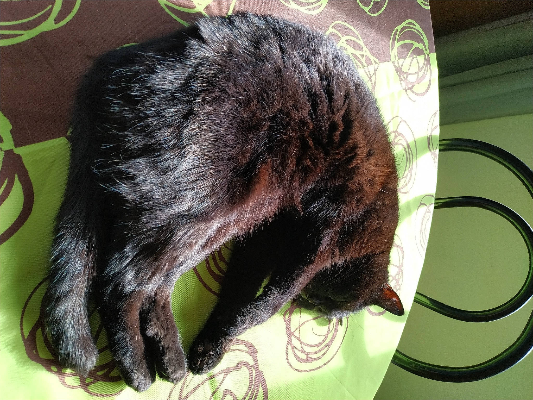 Cassis a rejoint le concours — aidez-le/la à gagner de superbes lots ! black_cat, bombay, canidae, carnivore, cat, claw, dog_breed, domestic_short_haired_cat, ear, felidae, foot, fur, nap, paw, small_to_medium_sized_cats, snout, sporting_group, tail, terrestrial_animal, whiskers