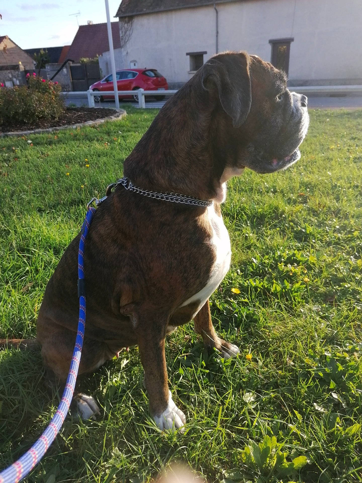 Ibiza participe au concours pour gagner de l'argent avec cette photo : canidae, car, carnivore, collar, companion_dog, dog, dog_breed, dog_collar, electric_blue, fawn, grass, gun_dog, liver, pet_supply, plant, sky, snout, tail, wheel, working_animal