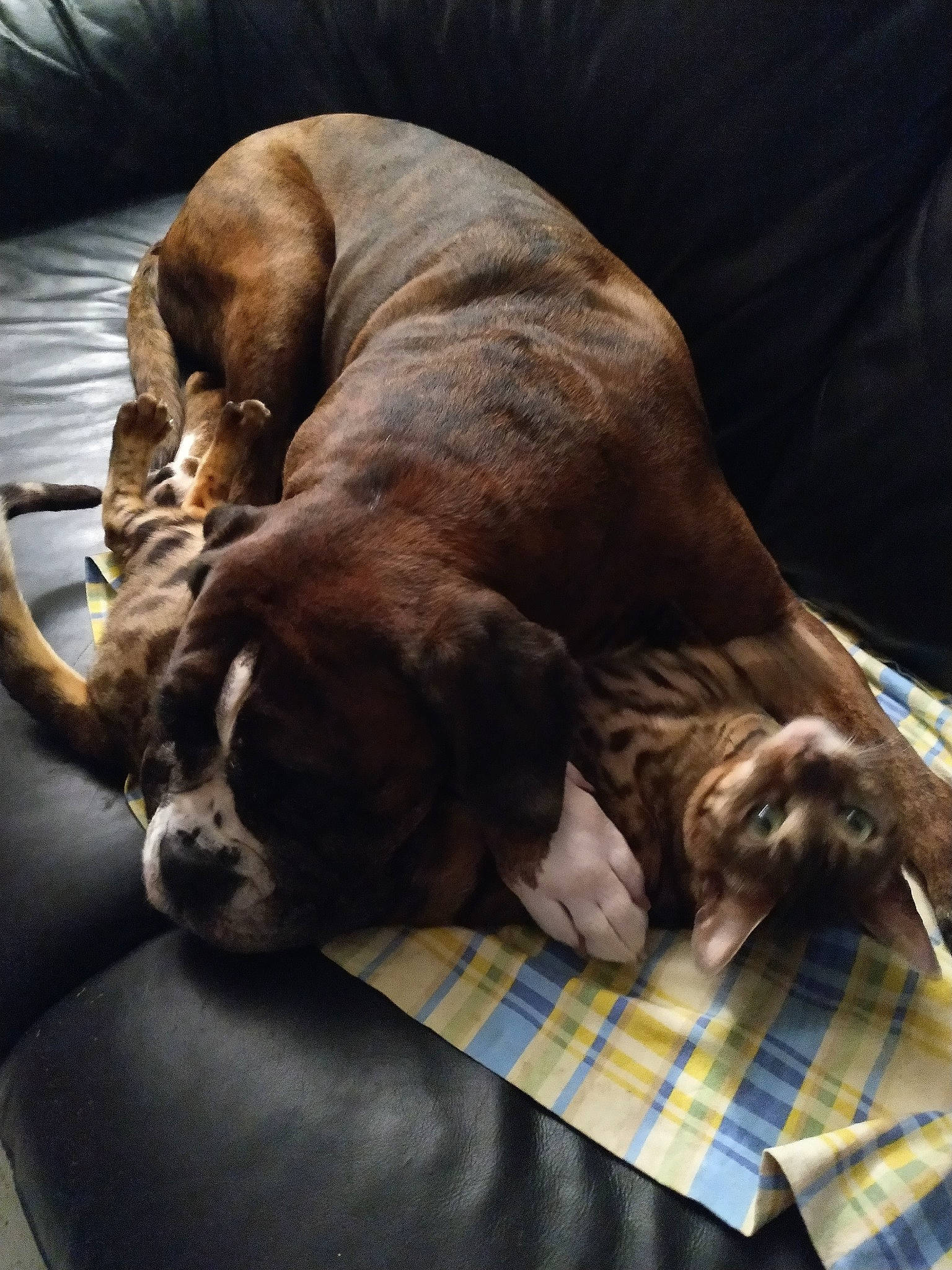 Ibiza a rejoint le concours — aidez-le/la à gagner de superbes lots ! boxer, brown, canidae, carnivore, comfort, companion_dog, dog, dog_breed, dog_supply, fawn, fur, hardwood, liver, plaid, snout, sporting_group, tartan, whiskers, working_animal, wrinkle