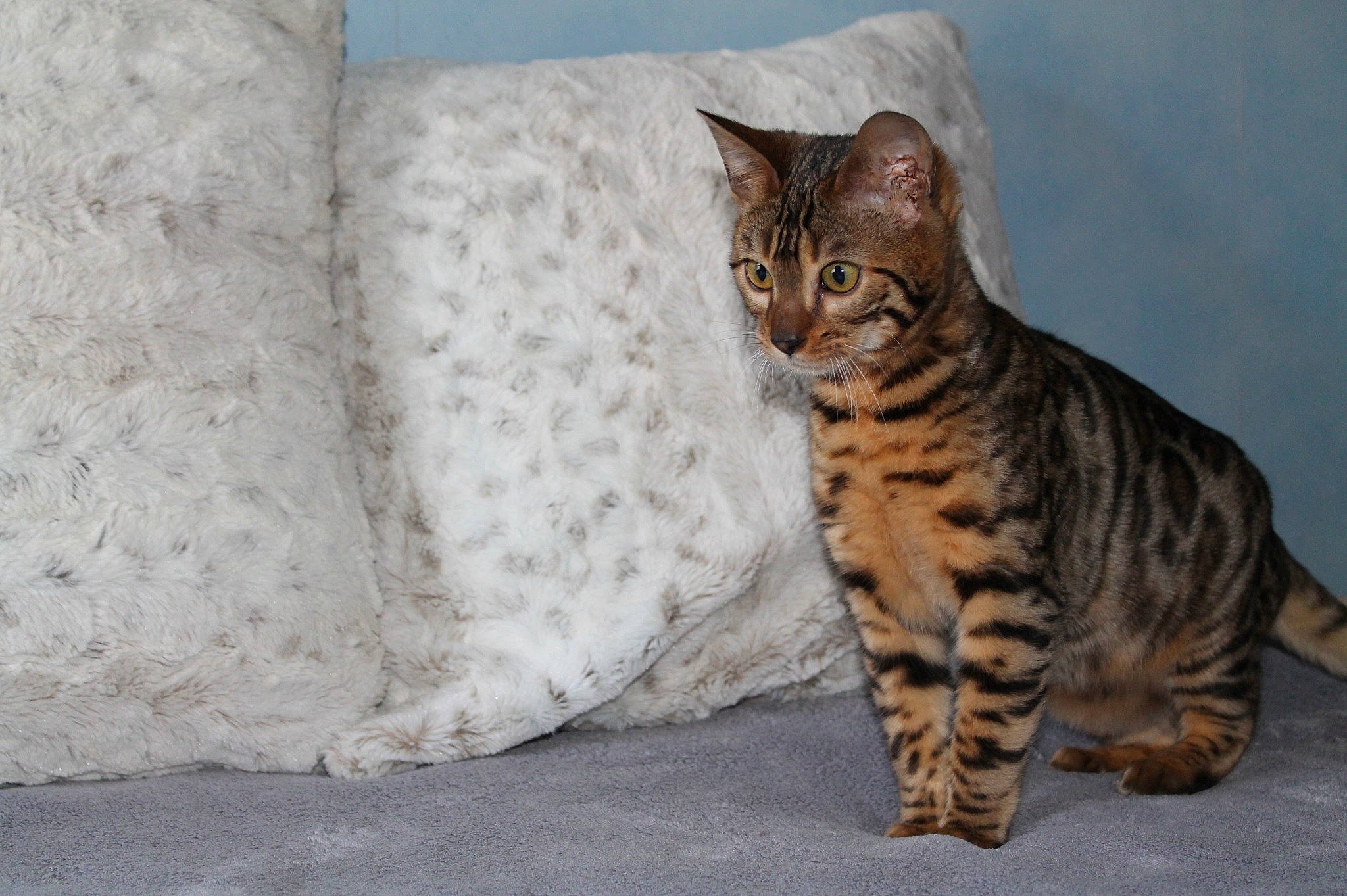 Loonia participe au concours pour gagner de l'argent avec cette photo : carnivore, cat, claw, comfort, domestic_short_haired_cat, fawn, felidae, fur, linens, paw, sitting, small_to_medium_sized_cats, snout, tail, terrestrial_animal, whiskers, wildlife, window, wood