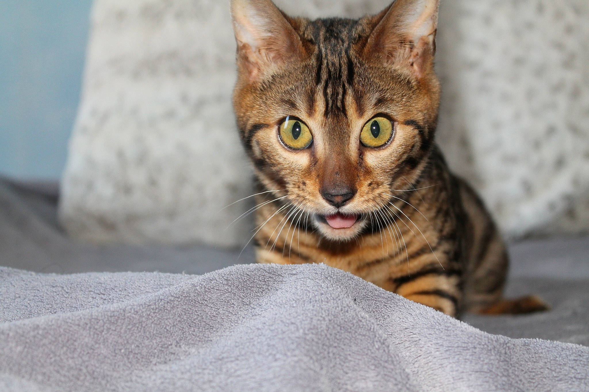 Loonia a rejoint le concours — aidez-le/la à gagner de superbes lots ! carnivore, cat, comfort, domestic_short_haired_cat, felidae, fur, small_to_medium_sized_cats, snout, terrestrial_animal, whiskers, wildlife