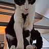 Oréo participe au concours pour gagner de l'argent avec cette photo : cat, black_and_white, indoor, stairs, railing, pet, feline, curious, sitting, looking_down, whiskers, fur, animal, home, cozy, portrait, close_up, domestic, cute, quiet