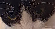 Oréo participe au concours pour gagner de l'argent avec cette photo : cat, black_and_white, close_up, whiskers, fur, pet, animal, face, portrait, indoor, feline, cute, looking_down, ears, nose, eyes, soft_light, domestic_cat, mammal, calm
