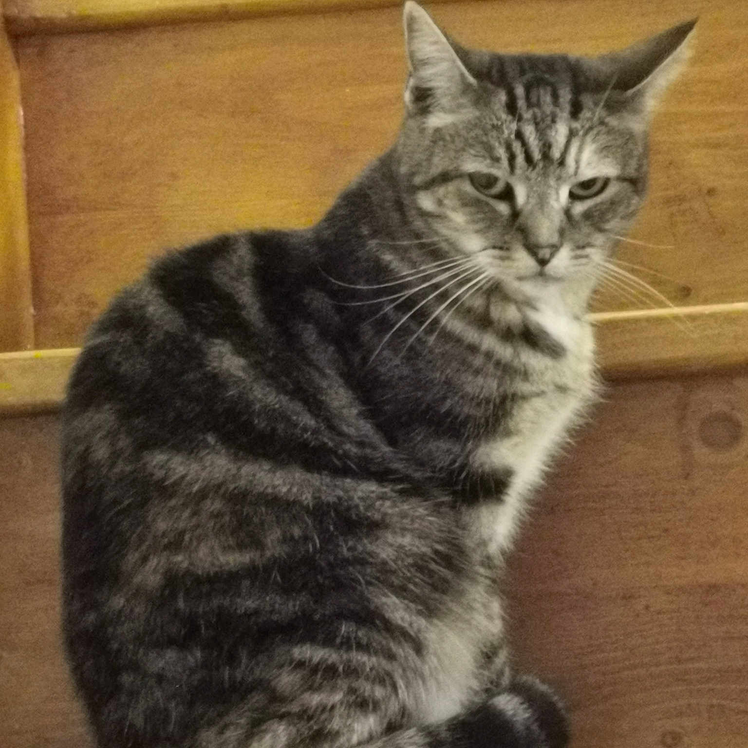Pistache