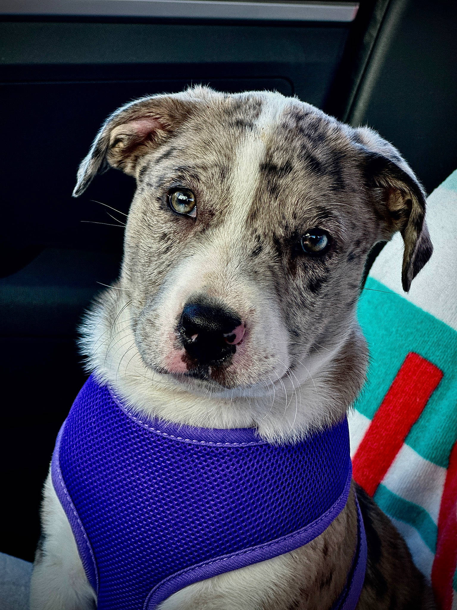 Loki joined the competition — help win amazing prizes! carnivore, collar, companion_dog, dog, dog_breed, dog_collar, electric_blue, eye, fur, metal, non_sporting_group, pet_supply, snout, sporting_group, terrestrial_animal, whiskers, working_animal, working_dog