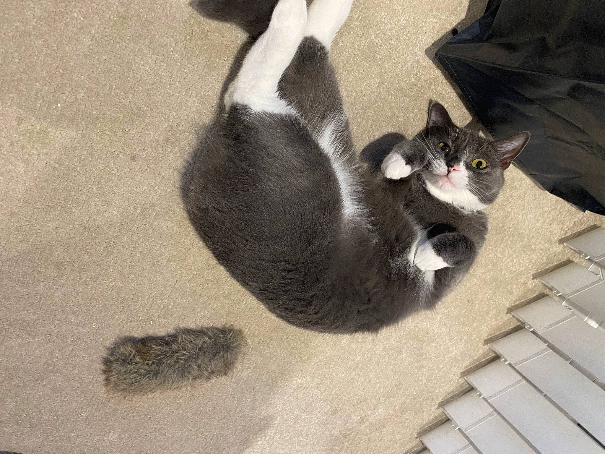 Linda is registered to the contest to win money with this photo: black_cat, carnivore, cat, comfort, domestic_short_haired_cat, felidae, flooring, foot, fur, grey, hardwood, human_leg, paw, shadow, sitting, small_to_medium_sized_cats, snout, tail, whiskers, wood