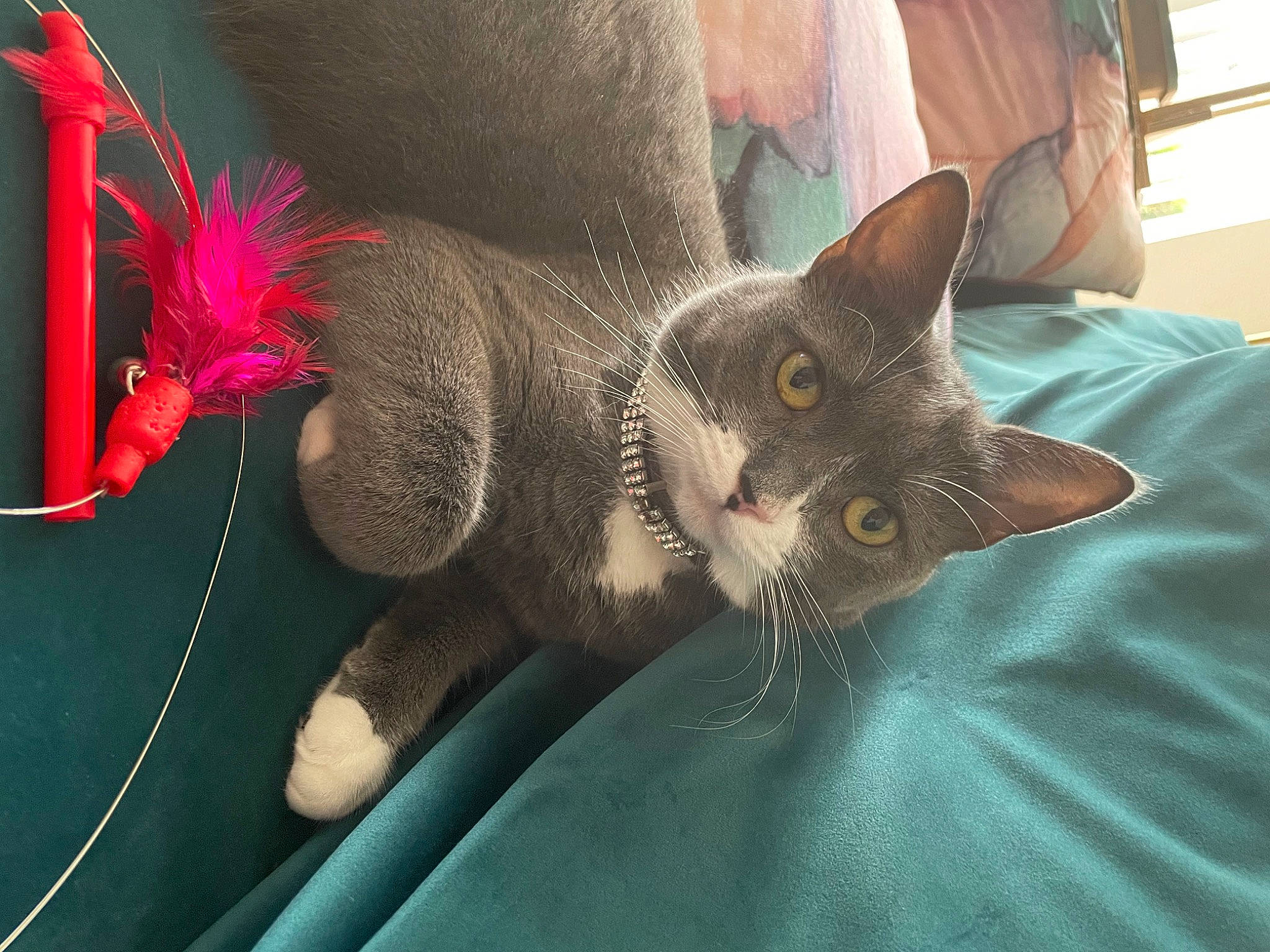 Linda is registered to the contest to win money with this photo: carnivore, cat, comfort, domestic_short_haired_cat, ear, eye, fashion_accessory, fawn, felidae, foot, fur, grey, leg, mammal, plant, small_to_medium_sized_cats, snout, tail, vertebrate, whiskers