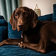 Penelope is registered to the contest to win money with this photo: dog, brown_dog, lounge, couch, indoor, pet, canine, fur, portrait, relaxed, blue_couch, animal, ears, paw, closeup, home, domestic_animal, snout, eyes, resting