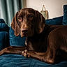 dog, brown_dog, lounge, couch, indoor, pet, canine, fur, portrait, relaxed, blue_couch, animal, ears, paw, closeup, home, domestic_animal, snout, eyes, resting