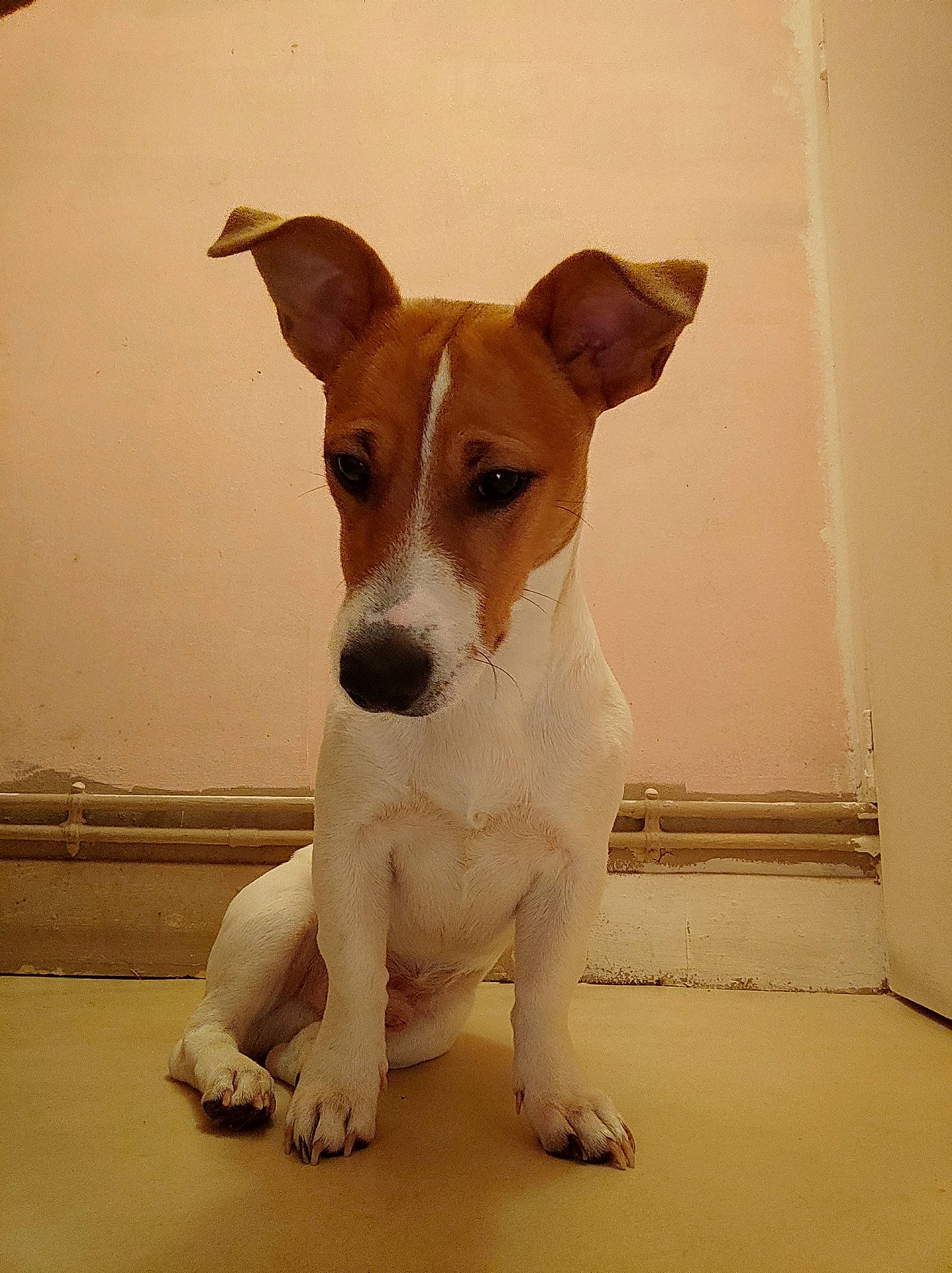 Léa a rejoint le concours — aidez-le/la à gagner de superbes lots ! ancient_dog_breeds, carnivore, companion_dog, dog, dog_breed, fawn, flooring, irishjacks, serveware, snout, terrestrial_animal, terrier, whiskers, wood, working_animal