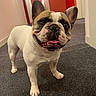dog, french_bulldog, smiling, indoor, hallway, carpet, pet, animal, canine, face, ears, tongue, happy, standing, white, brown, black, short_hair, cute, domestic
