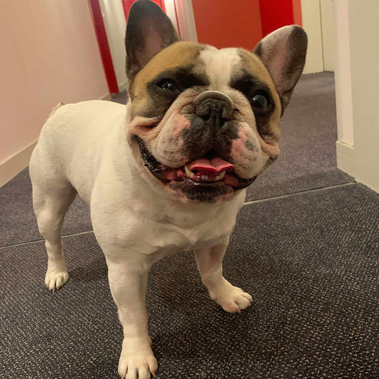 Ténor participe au concours pour gagner de l'argent avec cette photo : dog, french_bulldog, smiling, indoor, hallway, carpet, pet, animal, canine, face, ears, tongue, happy, standing, white, brown, black, short_hair, cute, domestic