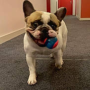 Ténor a rejoint le concours — aidez-le/la à gagner de superbes lots ! animal, ball, brown, carpet, companion, cute, dog, ears, french_bulldog, friendly, hallway, happy, indoor, mouth, pet, pet_toy, playing, toy, walking, white