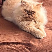 Pilou a rejoint le concours — aidez-le/la à gagner de superbes lots ! animal, brown, cat, couch, cream_colored, cute, domestic, ears, face, feline, fluffy, fur, indoor, living_room, paws, pet, relaxed, resting, stretching, whiskers