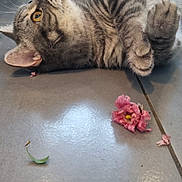 Zigzag a rejoint le concours — aidez-le/la à gagner de superbes lots ! cat, closeup, curious, cute, domestic_animal, feline, floor, flower, fur, indoor, leaf, lying_down, paws, petal, playful, relaxed, tabby, tile, whiskers, yellow_eyes