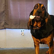 Dumas joined the competition — help win amazing prizes! accessories, animal, beagle, bodypart, boxer, bulldog, canine, cockerspaniel, dog, germanshepherd, hound, labradorretriever, mouth, person, pet, pitbull, pointer, policedog, puppy, snout