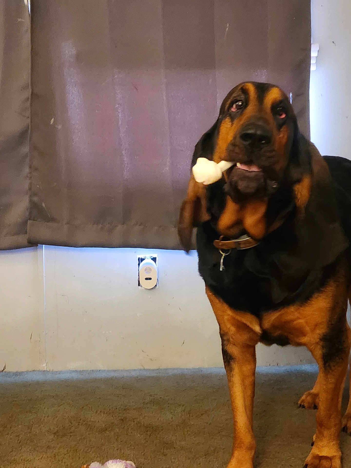 Dumas joined the competition — help win amazing prizes! accessories, animal, beagle, bodypart, boxer, bulldog, canine, cockerspaniel, dog, germanshepherd, hound, labradorretriever, mouth, person, pet, pitbull, pointer, policedog, puppy, snout