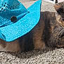 cat, calico_cat, carpet, blue_hat, cowboy_hat, pet, animal, fur, whiskers, indoor, laying_down, cute, domestic_cat, relaxed, closeup, floor, home, resting, hat, curious