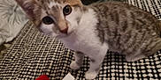Nova a rejoint le concours — aidez-le/la à gagner de superbes lots ! kitten, cat, pet, indoor, blanket, pattern, red, fur, whiskers, ears, eyes, closeup, cute, animal, young, tabby, white, curious, soft, home