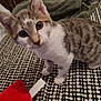 kitten, cat, pet, indoor, blanket, pattern, red, fur, whiskers, ears, eyes, closeup, cute, animal, young, tabby, white, curious, soft, home