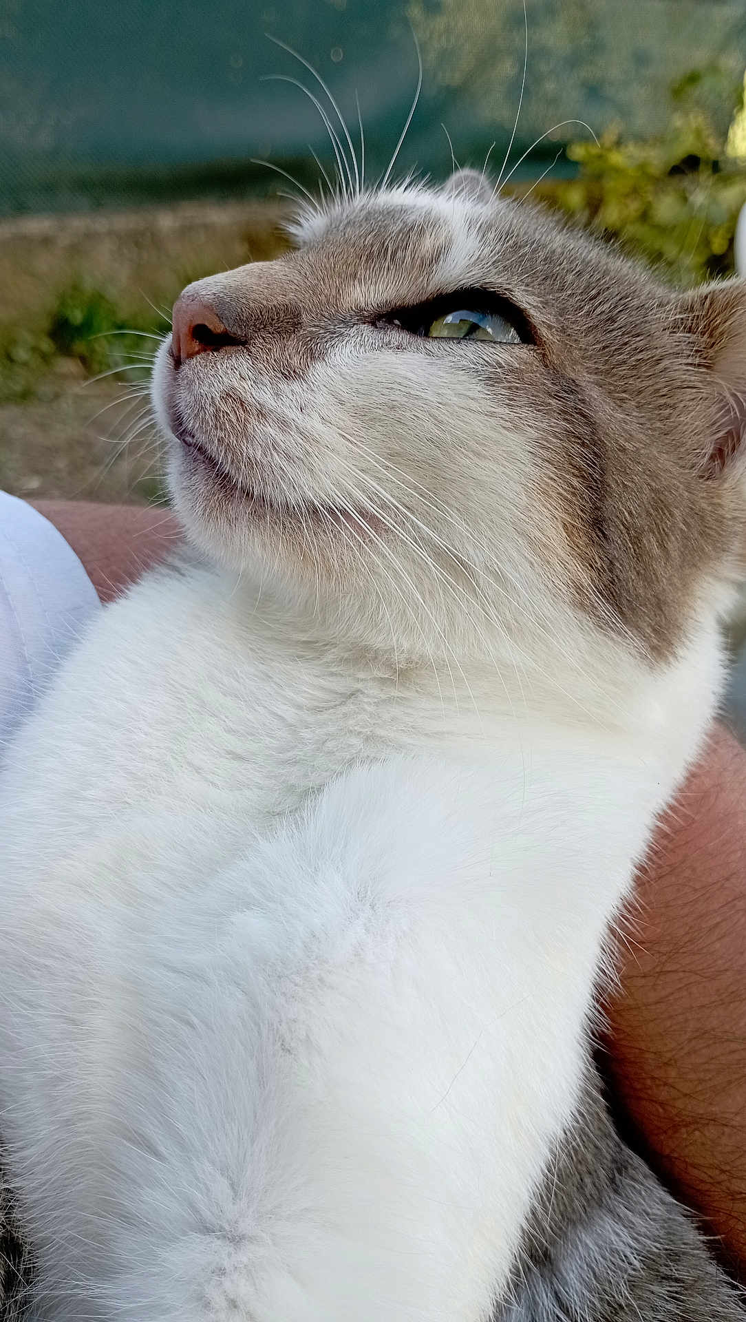 Nova