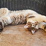 Nova participe au concours pour gagner de l'argent avec cette photo : cat, feline, stretching, relaxed, wooden_surface, woven_chair, sunlight, fur, pet, animal, indoor, cozy, whiskers, paws, ears, side_view, resting, domestic_cat, tabby, sleepy