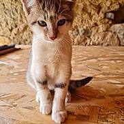 Nova participe au concours pour gagner de l'argent avec cette photo : kitten, cat, young, curious, sitting, wooden_surface, stone_wall, indoors, pet, fur, whiskers, small, animal, mammal, cute, feline, playful, tabby, front_legs, tail