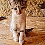 kitten, cat, young, curious, sitting, wooden_surface, stone_wall, indoors, pet, fur, whiskers, small, animal, mammal, cute, feline, playful, tabby, front_legs, tail
