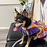 Shania is registered to the contest to win money with this photo: black_leather_bench, close_up, colorful_clothing, cute, dog, dress, ears_up, floor, floral_pattern, happy, indoor, leash, pamphlets, pet, pet_accessory, plant, purple, small_dog, tongue_out, wall_art