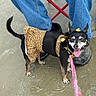black_shoes, blue_jeans, bow, dog, dress, happy, jeans, leash, leopard_print, outdoor, panting, person, pet, pink_leash, red_chair, shoes, sitting, small_dog, tongue_out, wet_surface