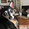 Shania joined the competition — help win amazing prizes! animal, blurred_background, chihuahua, close_up, collar, curious_expression, dog, ears, eyes, fireplace, furniture, home_decor, indoor, living_room, nose, pet, relaxed, small_dog, vase, wooden_floor