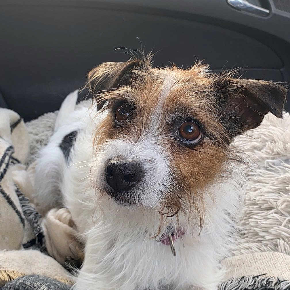 Dash joined the competition — help win amazing prizes! animal, architecture, blanket, building, canine, car, city, cushion, dog, homedecor, machine, outdoors, pet, photography, puppy, shelter, spoke, terrier, transportation, vehicle