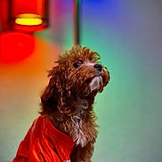 Loky joined the competition — help win amazing prizes! dog, brown_dog, small_dog, curly_fur, orange_shirt, pet, indoor, lamp, colorful_lighting, black_surface, portrait, cute, fur, animal, looking_up, cozy, warm_lighting, green_light, orange_light, sitting