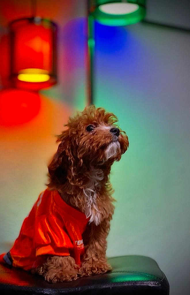 Loky joined the competition — help win amazing prizes! dog, brown_dog, small_dog, curly_fur, orange_shirt, pet, indoor, lamp, colorful_lighting, black_surface, portrait, cute, fur, animal, looking_up, cozy, warm_lighting, green_light, orange_light, sitting