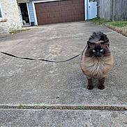 Loki joined the competition — help win amazing prizes! cat, feline, pet, fluffy, blue_eyes, long_hair, leash, driveway, concrete, garage, house, outdoor, grass, fence, curb, sidewalk, portrait, walking, cute, stare
