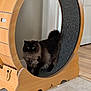 Loki is registered to the contest to win money with this photo: cat, long_hair_cat, fluffy_cat, indoor, pet_wheel, wooden_wheel, wooden_furniture, hardwood_floor, tile_floor, curious, green_eyes, whiskers, tail, doorway, baseboard, wall, home_interior, standing, shadow, natural_light